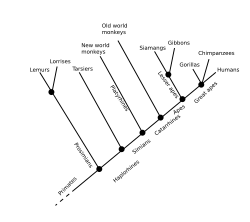 Cladogram of modern primate groups. All tarsiers are haplorhines, but not all haplorhines are tarsiers; all apes are catarrhines, but not all catarrhines are apes; etc.