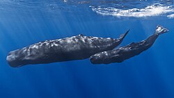 Sperm whales, an example of air-breathing aquatic animals