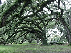 Centuries-old Live Oak trees, located near City Park Avenue in the oldest section of the park.