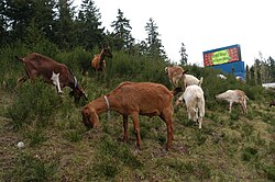 Goats being used as an environmentally friendly method to clear invasive weeds during Earth Day 2010.