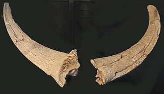 Horn cores from the Neolithic village of Atlit Yam, between 6900 and 6300 BC