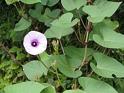 The flowers, buds, and leaves of the sweet potato, which resemble those of the morning glory