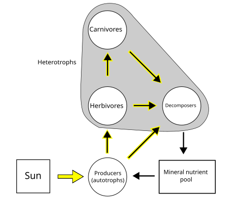 A simplified food web illustrating a three trophic food chain (producers-herbivores-carnivores) linked to decomposers. The movement of mineral nutrients is cyclic, whereas the movement of energy is unidirectional and noncyclic. Trophic species are encircled as nodes and arrows depict the links.[3][4]
