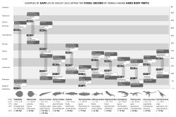 Lazarus taxa and other ghost lineages reflect the sporadic nature of the fossil record.