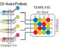 Two-base encoding scheme. In two-base encoding, each unique pair of bases on the 3' end of the probe is assigned one out of four possible colors. For example, "AA" is assigned to blue, "AC" is assigned to green, and so on for all 16 unique pairs. During sequencing, each base in the template is sequenced twice, and the resulting data are decoded according to this scheme.