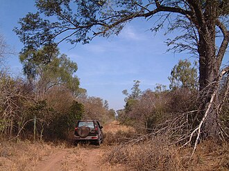 Alto Chaco, virgin forest in dry season