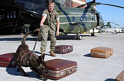 A detection dog, in service with the United States Marine Corps, inspects baggage for loading with HMX-1, 14 March 2008