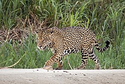 Jaguar at Three Brothers River, Pantanal, Brazil