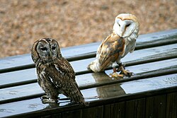 Tawny owl (Strix aluco), left, and western barn owl (Tyto alba), right, belonging respectively to the Strigidae and Tytonidae families