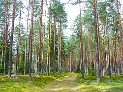 Latvian Pine Forest in Ķegums Municipality