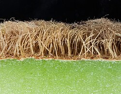 Close-up of kiwifruit skin