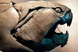Dunkleosteus was a giant Devonian armoured placoderm, c. 400 mya.