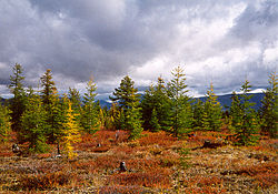 Dahurian larch growing close to the Arctic tree line in the Kolyma region, Arctic northeast Siberia