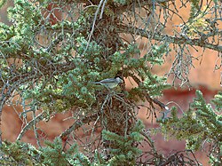 A mountain chickadee foraging in blue spruce foliage, Bryce Canyon