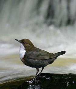 White-throated dipper (C. cinclus)
