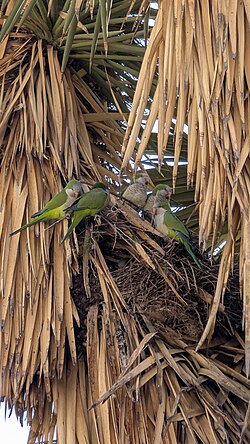 Group of five monk parakeets (Myiopsitta monachus) on their nest in Aguascalientes, Mexico