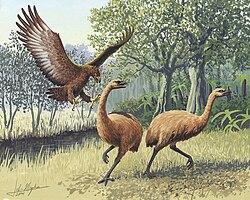 The large Haast's eagle and moa from New Zealand