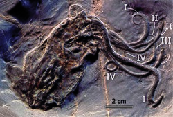 Fossil specimen of Proteroctopus from the Middle Jurassic of France, formerly thought to be world's oldest known octopus