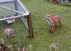 A red fox in a Birmingham garden investigating a rabbit hutch