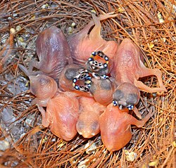 Newly hatched Gouldian finch chicks (note the light-blue opalescent nodules at the edges of the gape)