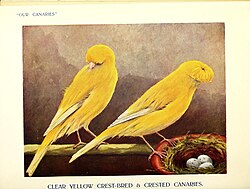 The English Crested Canary, in Crestbred and Crested forms