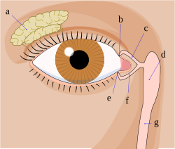 Tear system:a. tear gland / lacrimal gland,b. superior lacrimal punctum,c. superior lacrimal canal,d. tear sac / lacrimal sac,e. inferior lacrimal punctum,f. inferior lacrimal canal,g. nasolacrimal canal