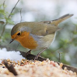 Robin eating seeds in France