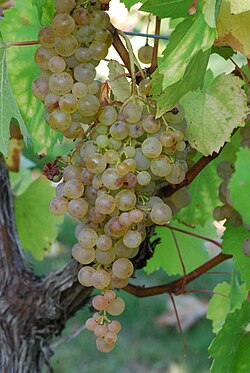 Gouais blanc, one of the parent varieties of Chardonnay