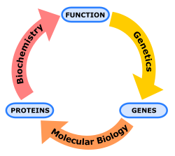 Schematic relationship between biochemistry, genetics and molecular biology