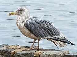 Gull that has lost feather waterproofing due to lead poisoning