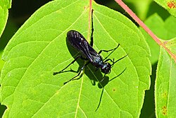 Sceliphrinae: Chalybion californicum