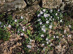 Vinca difformis in habitat, Cáceres, Spain