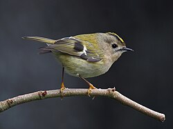 Tiny goldcrest (Regulus regulus) belongs to a minor but highly distinct lineage of Passeri