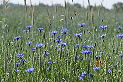 The cornflower is speirochoric.