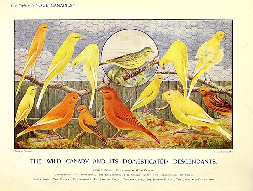 Various types of canaries depicted in a British guide from 1911