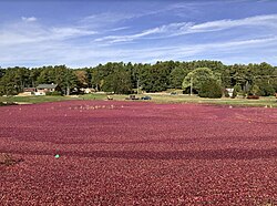 Cranberry harvest