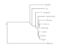 This image depicts a PHYLIP generated drawgram. This drawgram is an example of one of the possible trees the software is capable of generating.