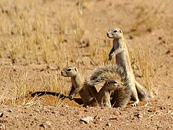 Brown squirrels