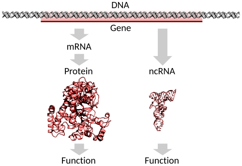 A protein-coding gene in DNA being transcribed and translated to a functional protein or a non-protein-coding gene being transcribed to a functional RNA
