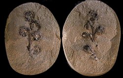 The pollen bearing organs of the early "flower" Crossotheca