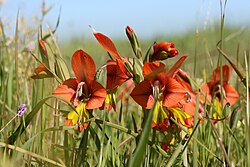 Gladiolus alatus flowers in Cape fynbos