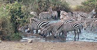 A single zebra is hard to catch amongst a herd.