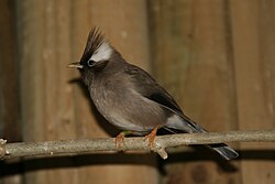 White-collared yuhina (Parayuhina diademata), a close relative of the white-eyes