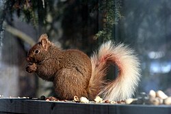 Brown morph, in Ontario