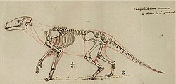 Georges Cuvier's 1812 skeletal reconstruction of Anoplotherium commune based on fossil remains of the extinct artiodactyl from Montmartre in Paris, France