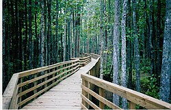 Nature Conservancy of Tennessee's William B. Clark Sr. Nature Preserve on the Wolf River at Rossville, Tennessee