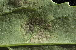 Conidiophores of Peronospora variabilis on the underside of a leaf of Chenopodium album.