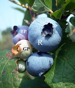 Blueberries showing various stages of maturation. IG = Immature Green, GP = Green Pink, BP = Blue Pink, and R = Ripe.