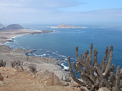 Vegetation in Pan de Azúcar National Park on the coast of the Atacama Desert
