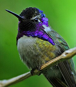 Male Costa's hummingbird (Calypte costae) with an iridescent gorget